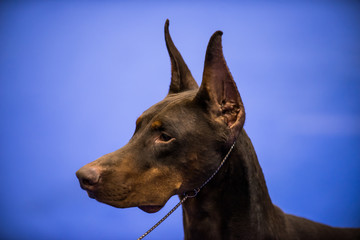 close up head of Doberman Pinscher