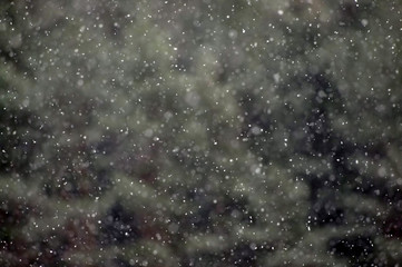 snow falling against blurred green forest background