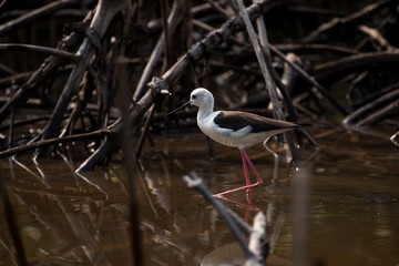 Black-winged stilt live in mangroves forest