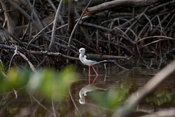 Black-winged stilt live in mangroves forest