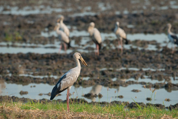 Asian openbill or Asian openbill stork