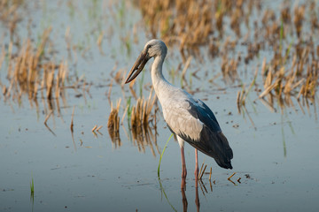 Asian openbill or Asian openbill stork