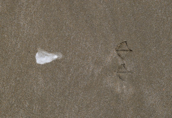 Shit the seagull on the sand. Shit. Traces of a seagull on the sand by the sea