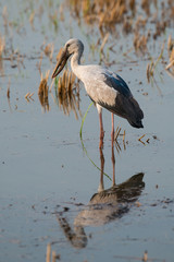 Asian openbill or Asian openbill stork