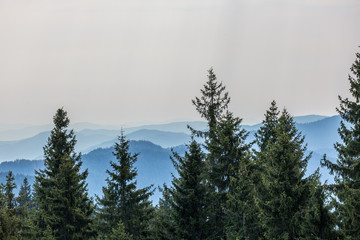 Hills behind the trees