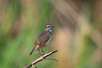 Male Bluethroats from Alaska,  Bluethroat is one of the handful of birds that breed in North America and winter in Asia.