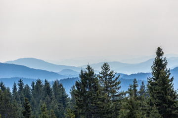 Hills behind the trees