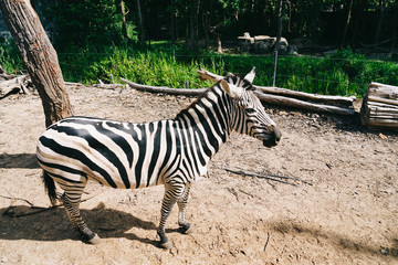 zebra
