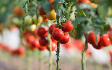 Ripe tomatoes in garden ready to harvest