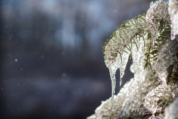 Evergreen Ice