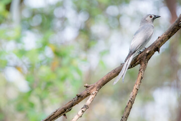 Ashy drongo is mainly dark grey, and the tail is long and deeply forked