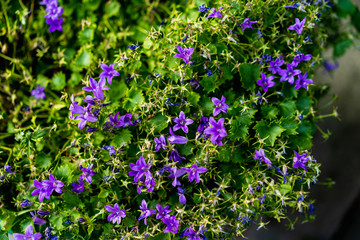 Fototapeta premium Purple flowers and green leaves in a bush