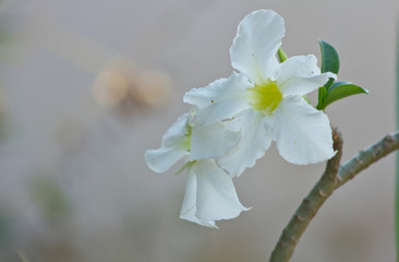 White Impala Lily