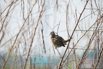 Zebra Dove also known as barred ground dove, is a bird of the dove family, Columbidae, native to Southeast Asia.