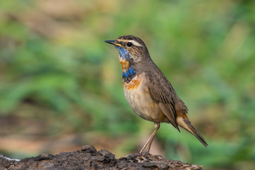 Male Bluethroats from Alaska,  Bluethroat is one of the handful of birds that breed in North America and winter in Asia.
