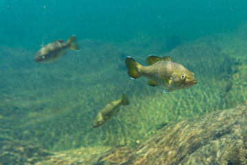 smallmouth bass underwater