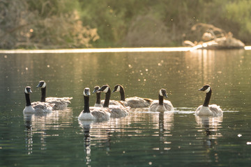group of canada geese swimming
