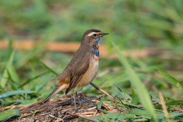 Male Bluethroats from Alaska,  Bluethroat is one of the handful of birds that breed in North America and winter in Asia.