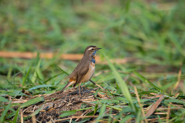 Male Bluethroats from Alaska,  Bluethroat is one of the handful of birds that breed in North America and winter in Asia.