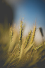 Fototapeta premium Green wheat field in sunny sommer day.