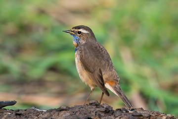 Male Bluethroats from Alaska,  Bluethroat is one of the handful of birds that breed in North America and winter in Asia.