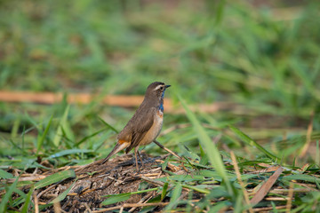 Male Bluethroats from Alaska,  Bluethroat is one of the handful of birds that breed in North America and winter in Asia.