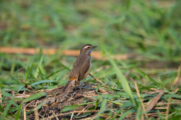 Male Bluethroats from Alaska,  Bluethroat is one of the handful of birds that breed in North America and winter in Asia.