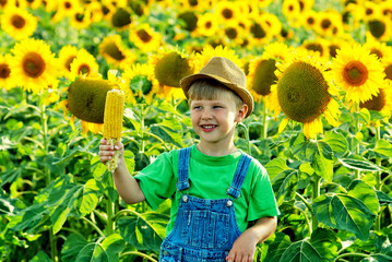 Boy eating corn in the field .Healthy eating concept © fisher05