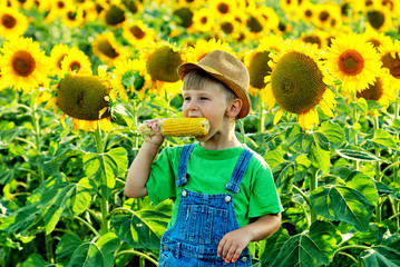 Boy eating corn in the field .Healthy eating concept © fisher05