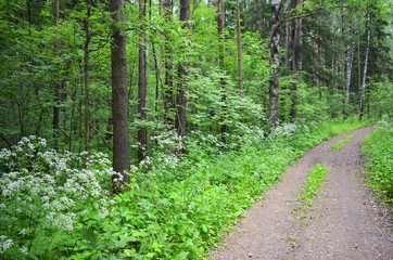 one side of forest