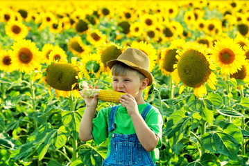 Boy eating corn in the field .Healthy eating concept © fisher05