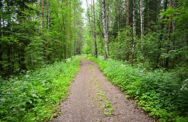 Fototapeta na wymiar The road through the green forest