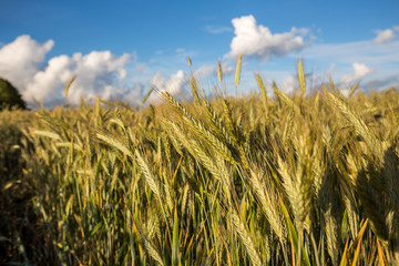 Obraz premium Green wheat field in sunny sommer day.