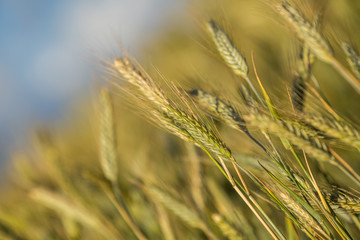 Green wheat field in sunny sommer day.