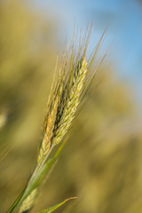Fototapeta premium Green wheat field in sunny sommer day.