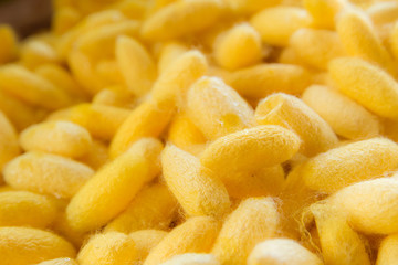 Yellow silkworm cocoon shell through the Silk Route