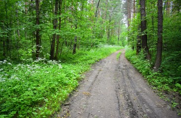 Fototapeta na wymiar Dry road in the woods