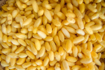 Yellow silkworm cocoon shell through the Silk Route