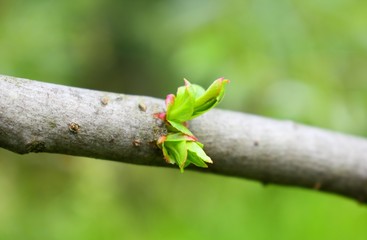 Processes on a branch