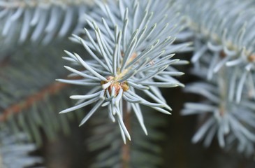Naklejka na ściany i meble Pine branch macro close-up
