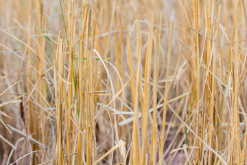 Fototapeta premium straw bales harvest on stubble field background.