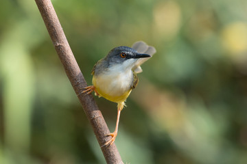Yellow-bellied Prinia with blur green grass field background