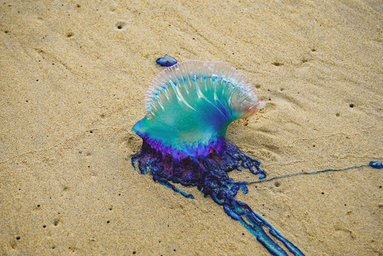 Poisonous jellyfish (Poisonous jellyfish on the beach) on the beach Santa Maria Del Mar, Havana, Cuba