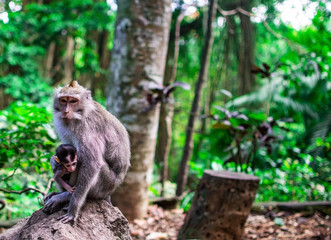 baby monkey and mother at the monkey forrest in Ubud, bali