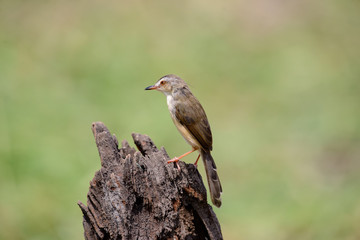 Plain Prinia or White-browed Prinia with blur green background