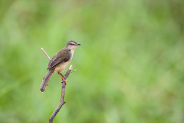 Plain Prinia or White-browed Prinia with blur green background
