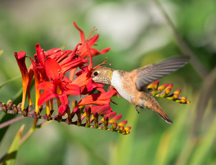 Rufous Hummingbird (Selasphorus rufus) feeding on a bright red crocosmia flower