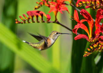 young Rufous Hummingbird (Selasphorus rufus) hovering at a red crocosmia flower