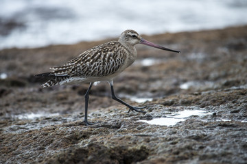 After low tide