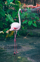 flamingo